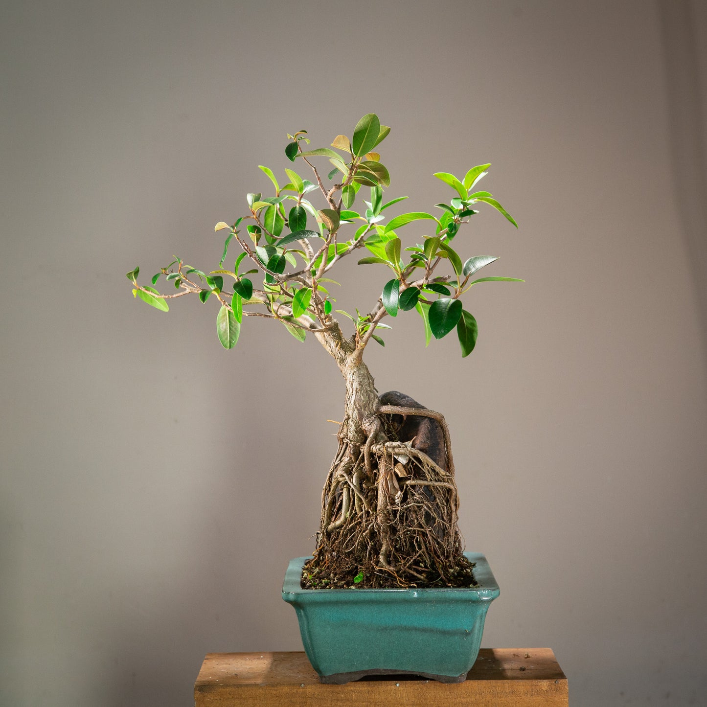 Large root over rock ficus (LF002)