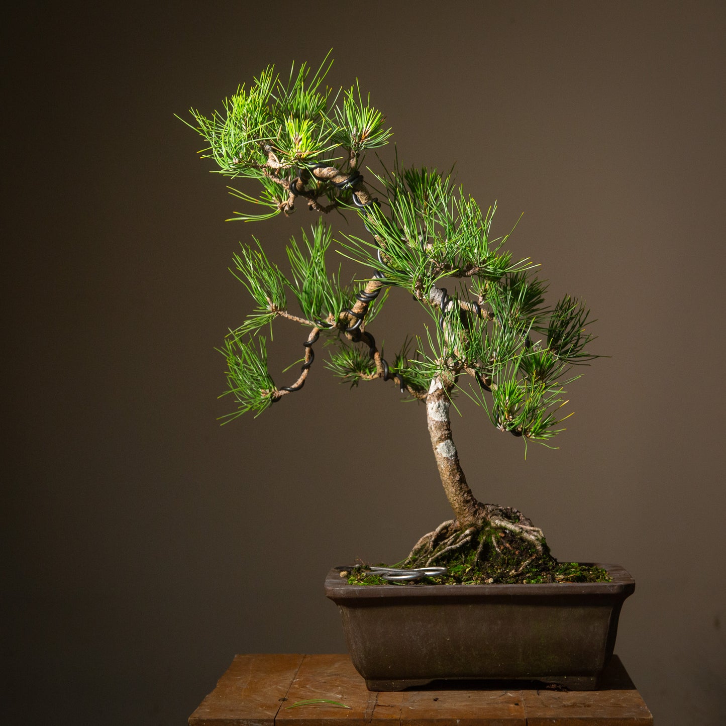 Old Japanese Black Pine (LP005)