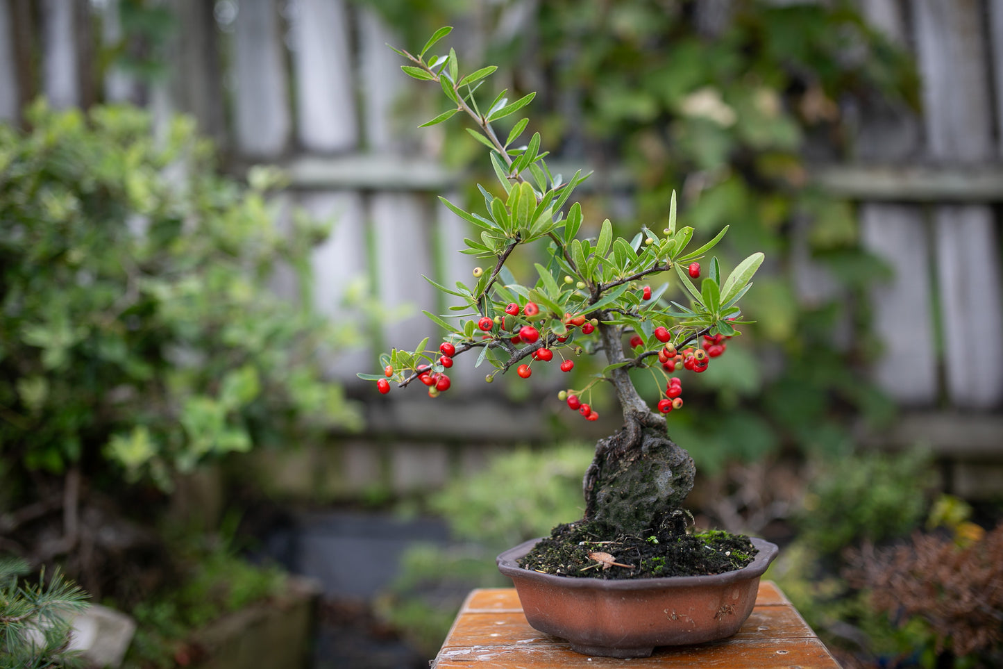 Root over Rock Pyracantha Bonsai (PB006)