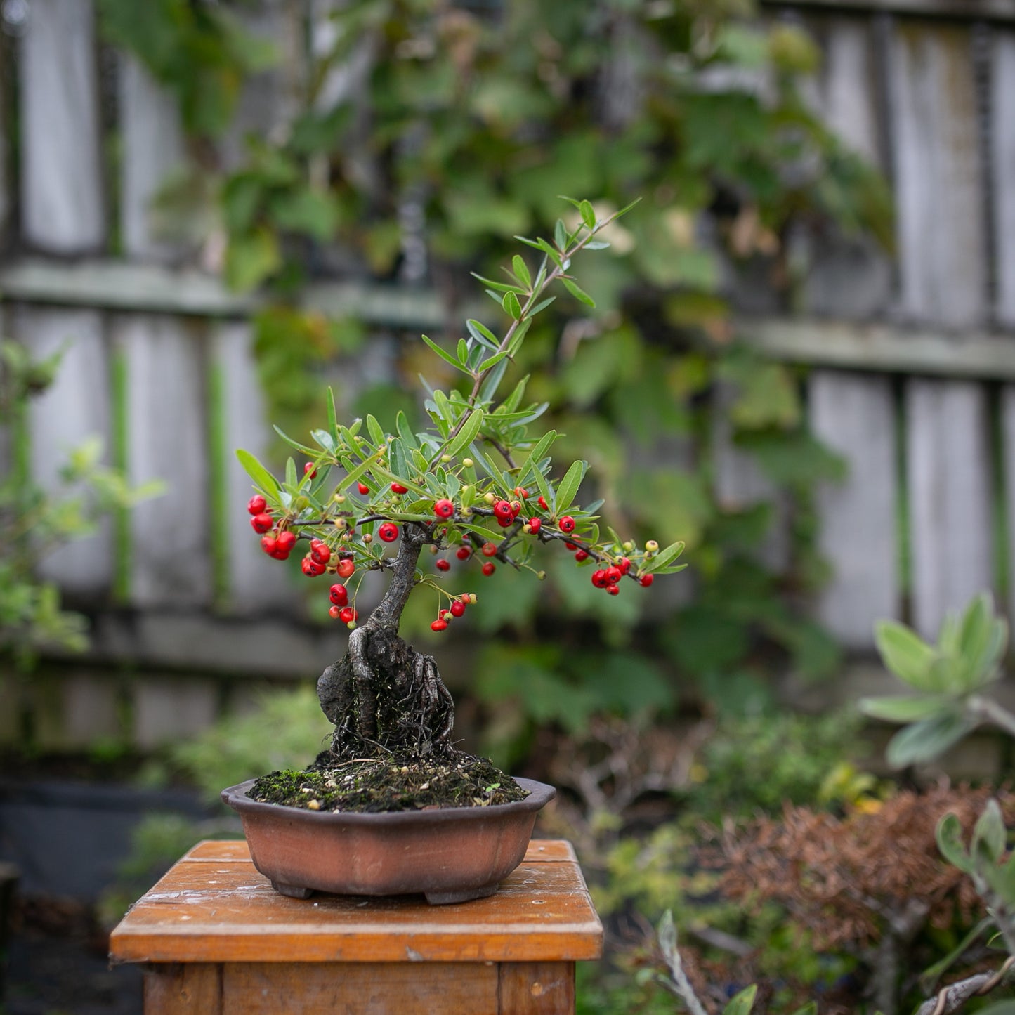 Root over Rock Pyracantha Bonsai (PB006)