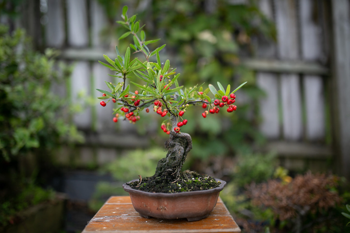 Root over Rock Pyracantha Bonsai (PB006)
