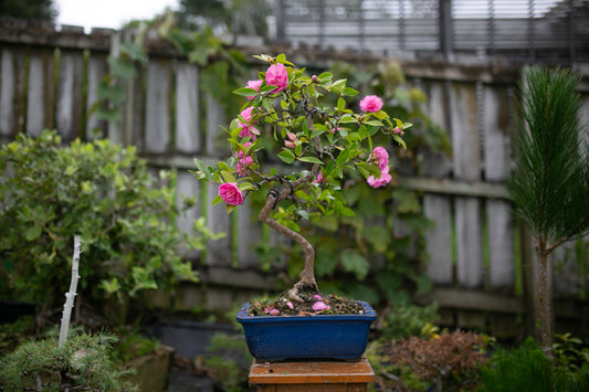 Large Flowering Camellia (CA004)