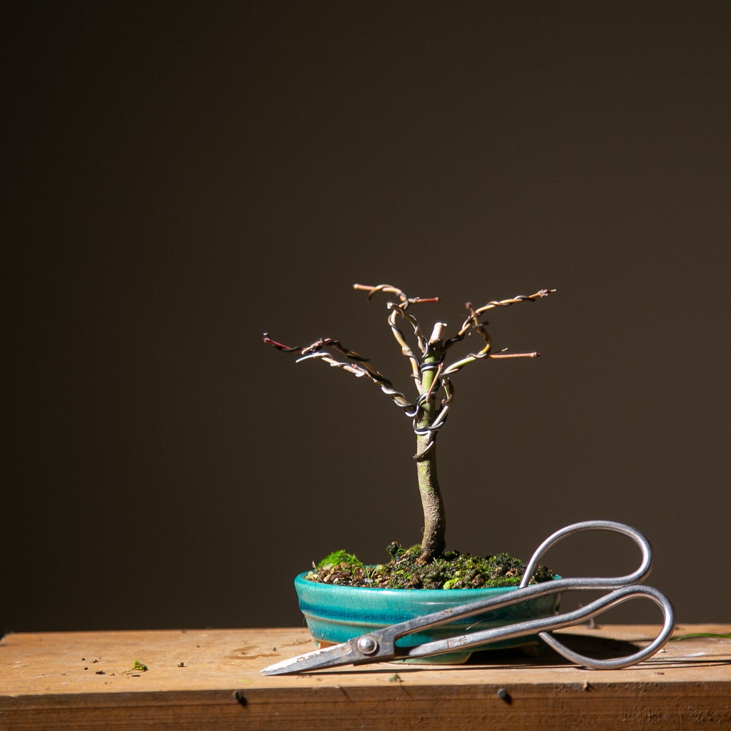 Small maple bonsai (SMB011)