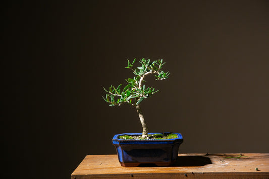 Small Olive Bonsai (SO002)