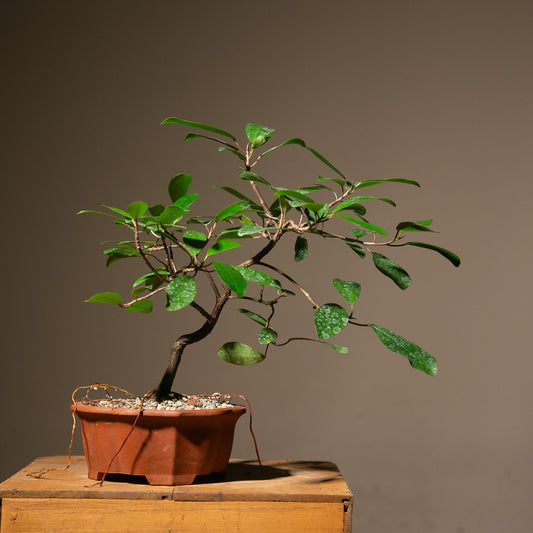 Ficus Natalensis Indoor Bonsai (FI016)