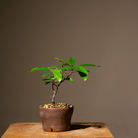 Small Ficus Natalensis Indoor Bonsai (FI015)