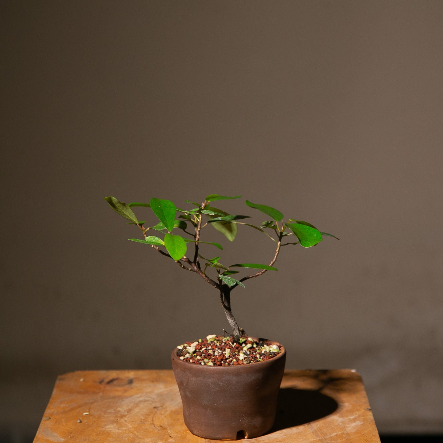 Small Ficus Natalensis Indoor Bonsai (FI015)