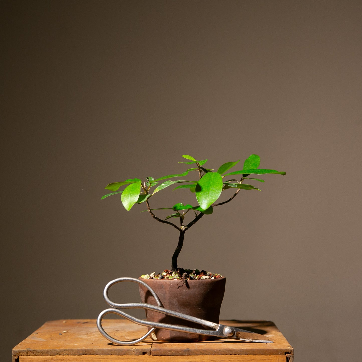 Small Ficus Natalensis Indoor Bonsai (FI015)