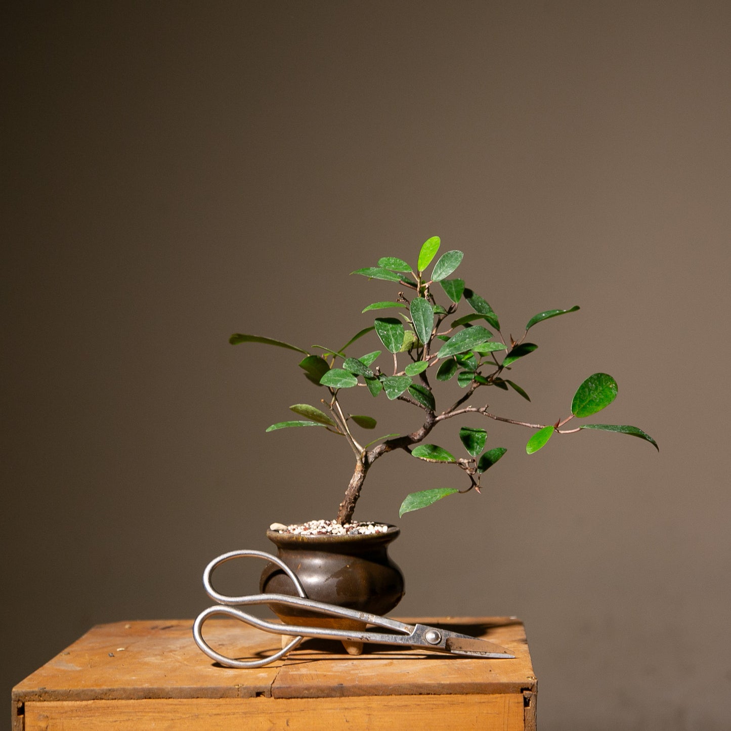 Small Ficus Natalensis Indoor Bonsai (FI014)