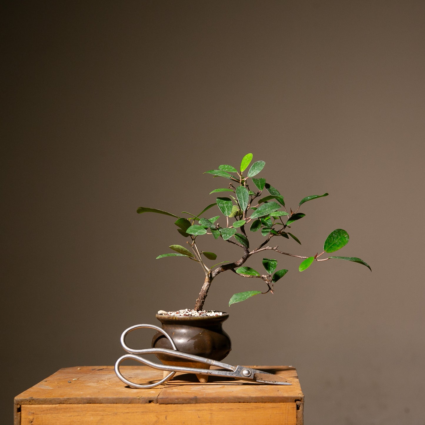 Small Ficus Natalensis Indoor Bonsai (FI014)