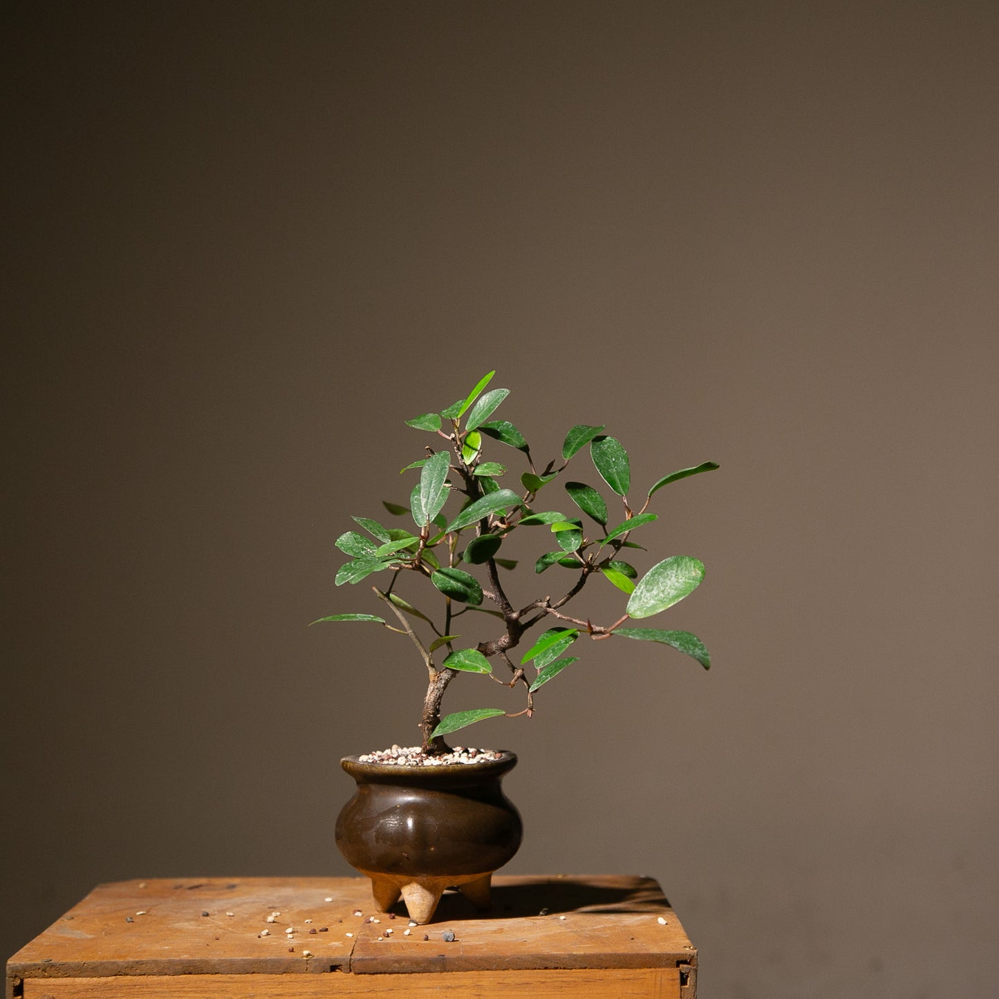 Small Ficus Natalensis Indoor Bonsai (FI014)