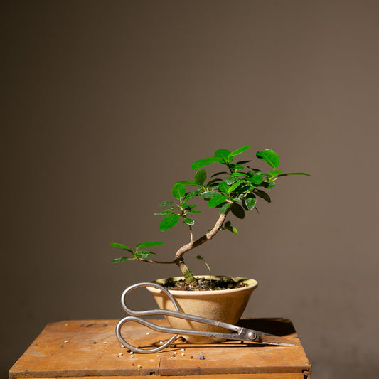 Small Ficus Natalensis Indoor Bonsai (FI013)