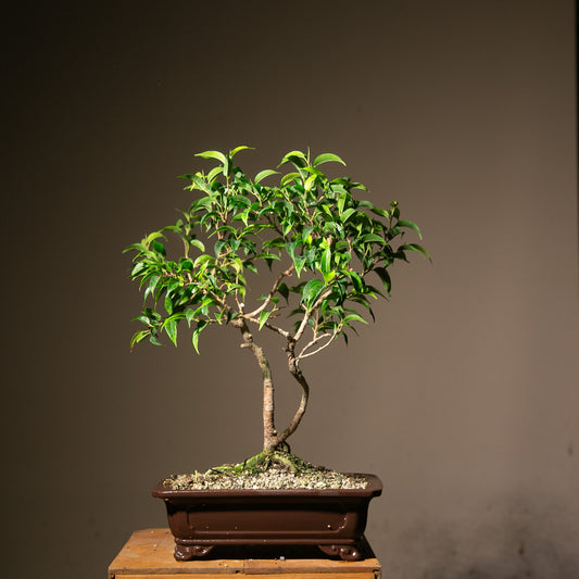 Large Ficus Indoor Bonsai (FI017)