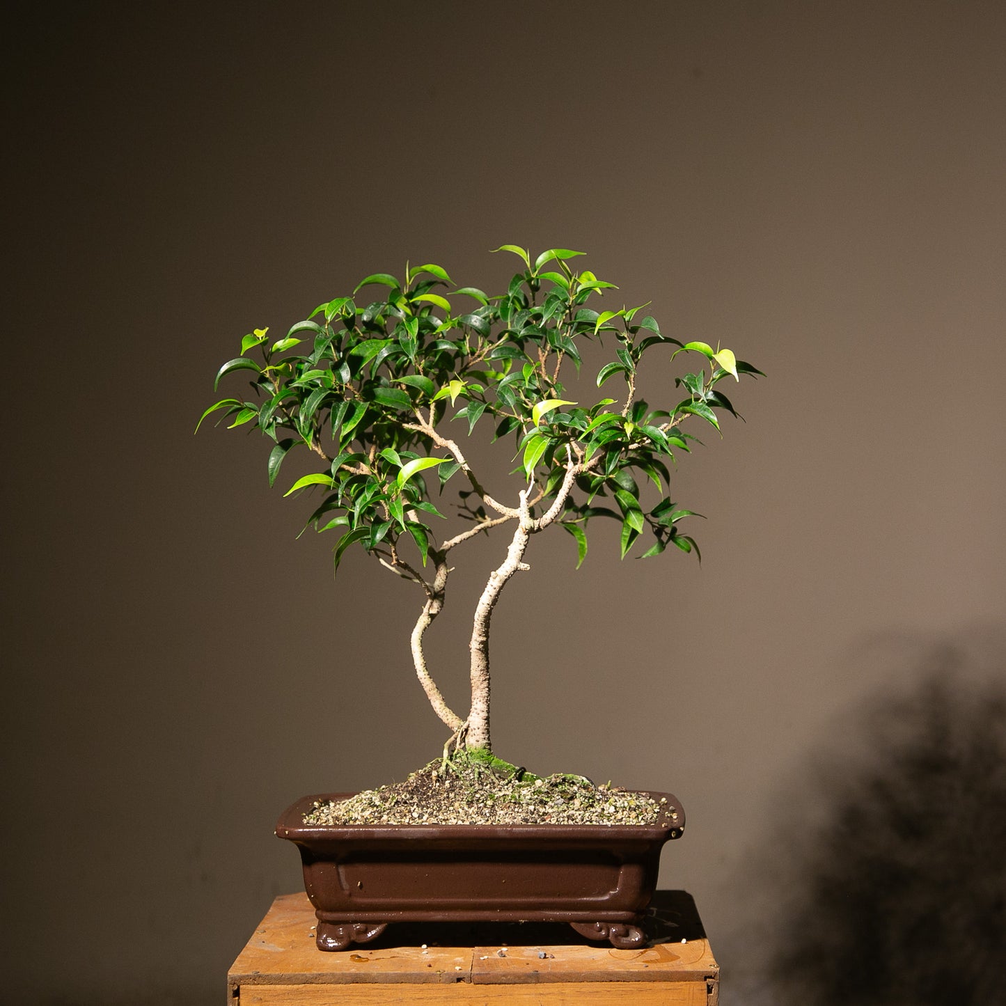 Large Ficus Indoor Bonsai (FI017)