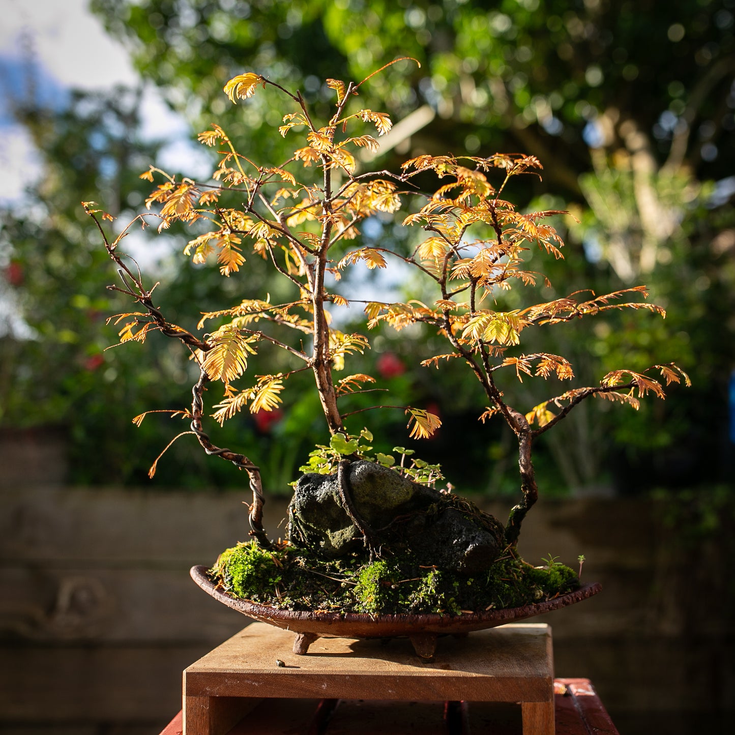 Elegant Dawn Redwood Clump