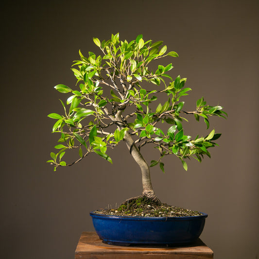 Large Ficus Bonsai (LF001)
