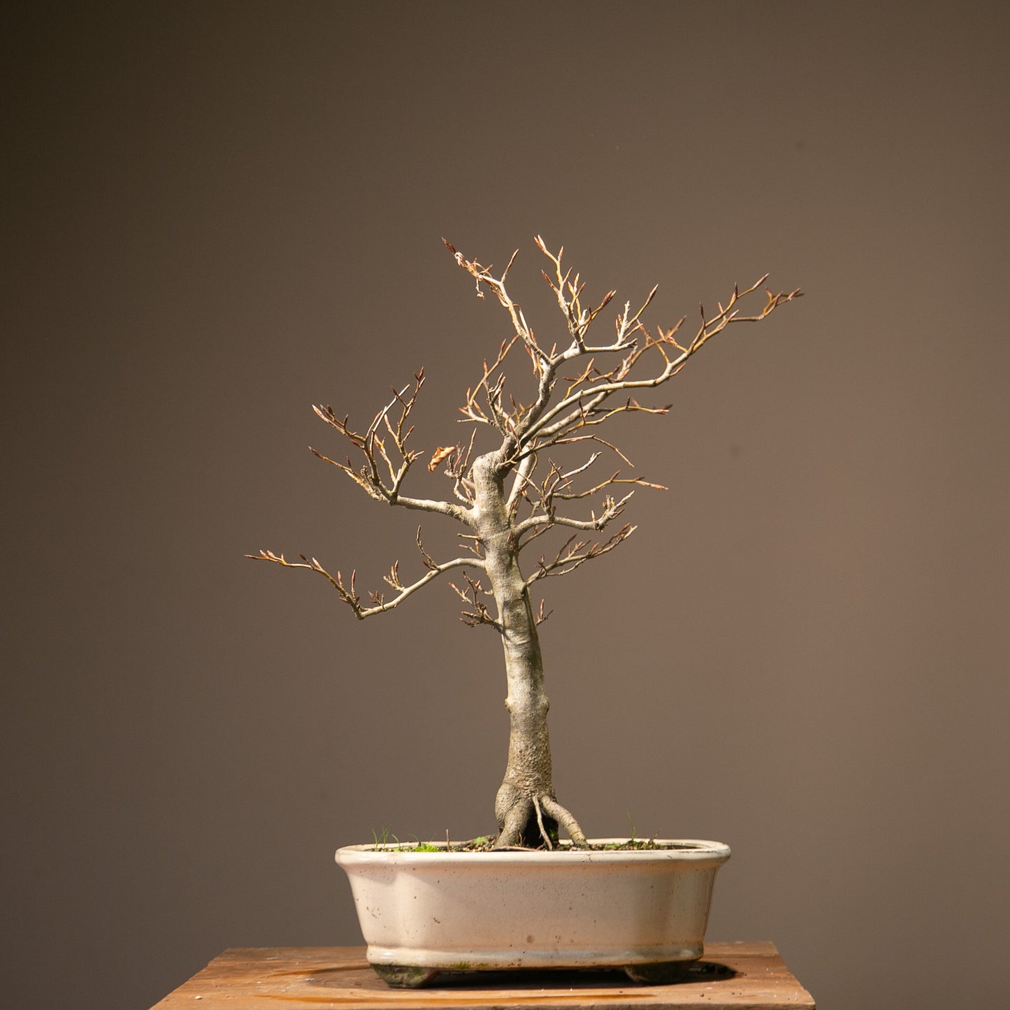 Copper Beech Bonsai (BE001)