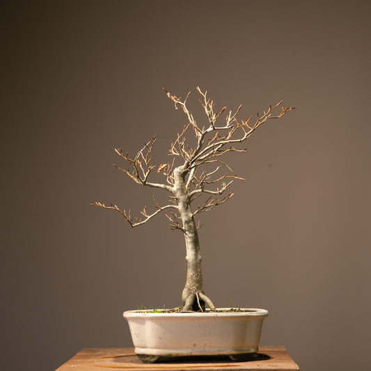 Copper Beech Bonsai (BE001)