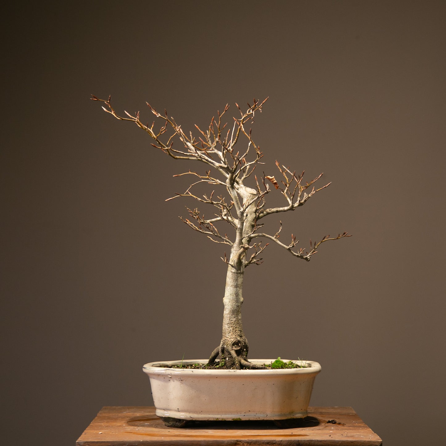 Copper Beech Bonsai (BE001)