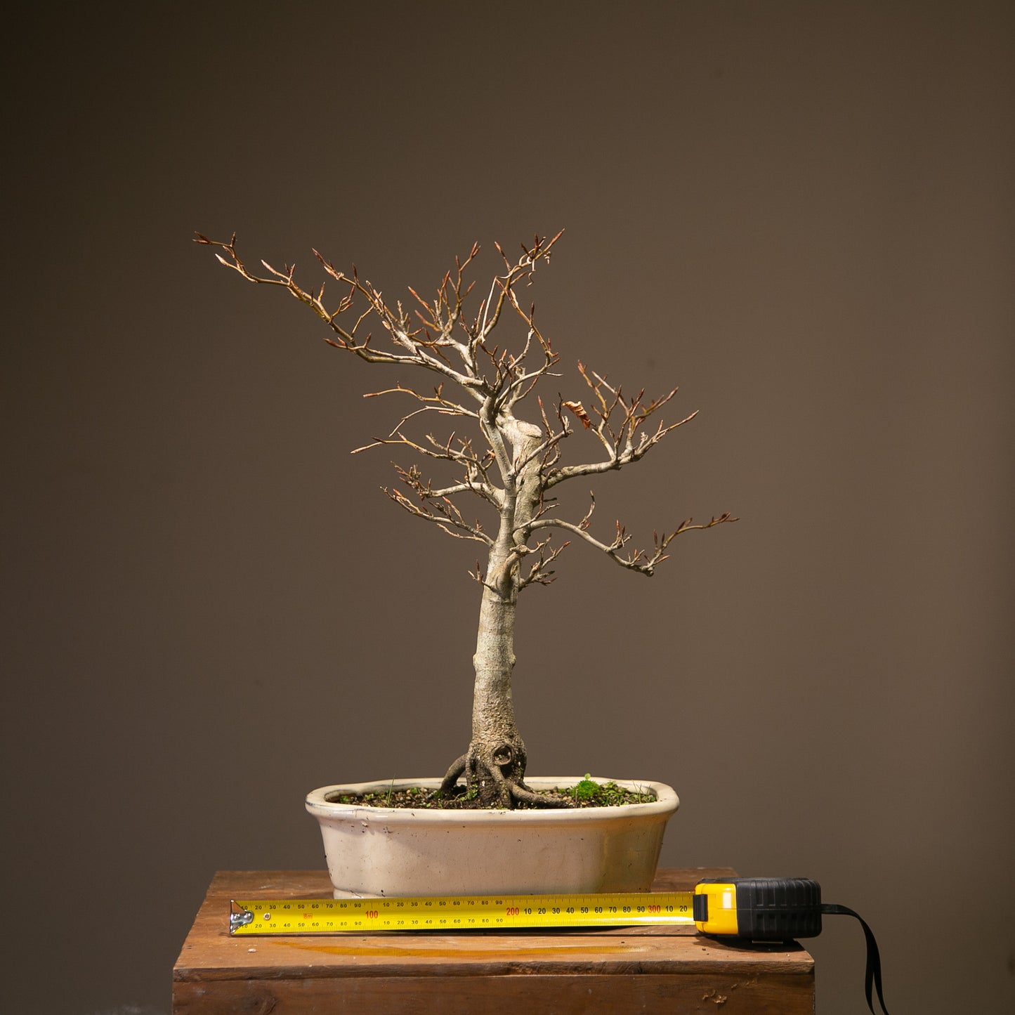 Copper Beech Bonsai (BE001)