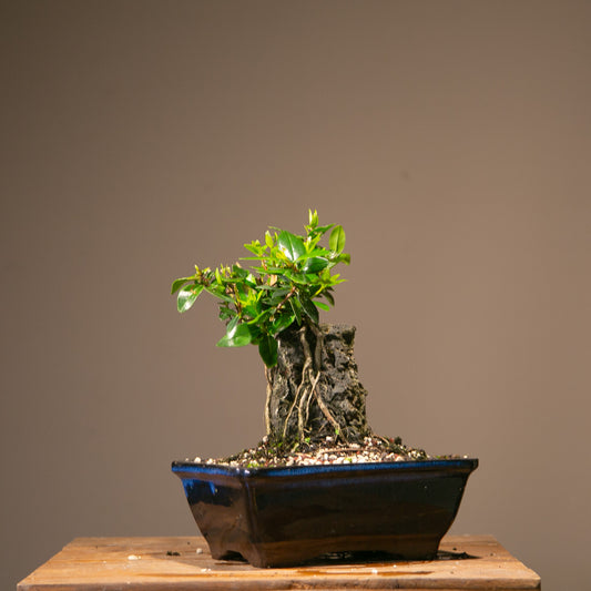 Root over rock Pōhutukawa Bonsai (RRP012)
