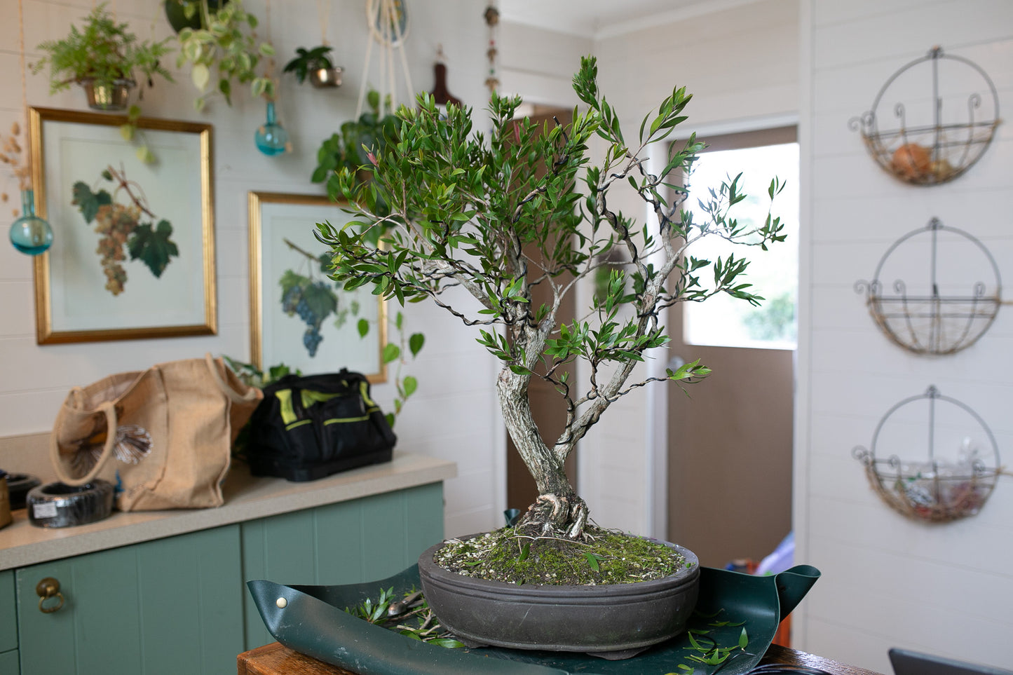 Large Bottlebrush Bonsai (BB001)