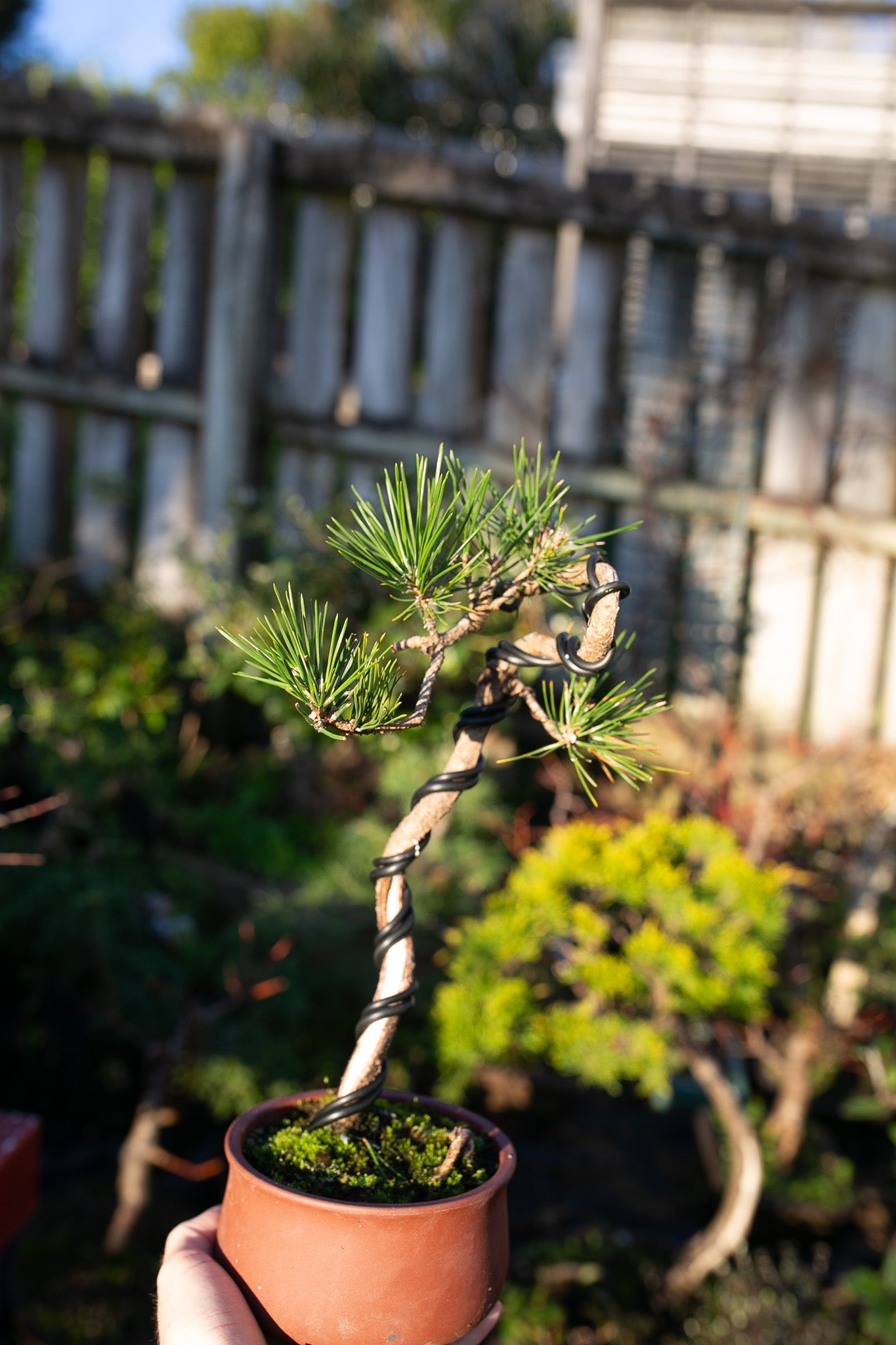Japanese Black Pine with Shari (JBP010)