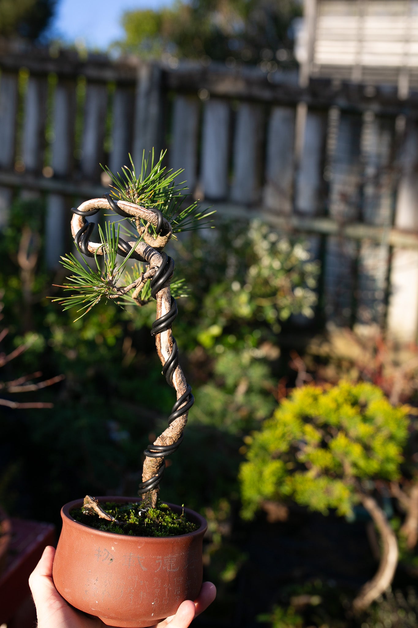 Japanese Black Pine with Shari (JBP010)
