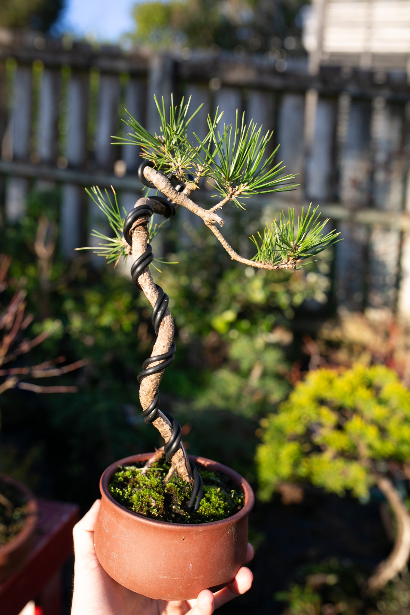 Japanese Black Pine with Shari (JBP010)