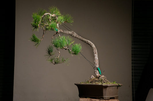 Powerful Japanese Black Pine (LP010)