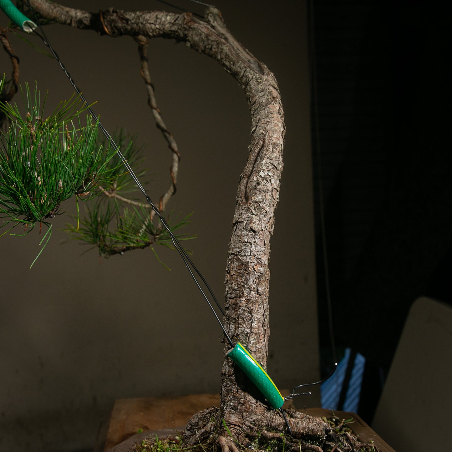 Powerful Japanese Black Pine (LP010)