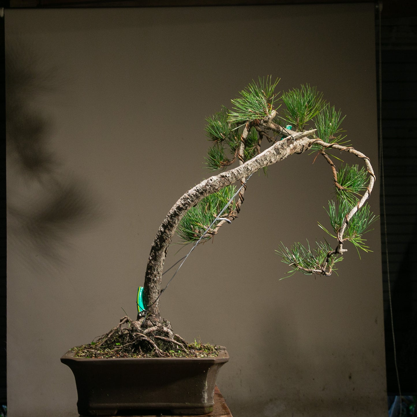 Powerful Japanese Black Pine (LP010)
