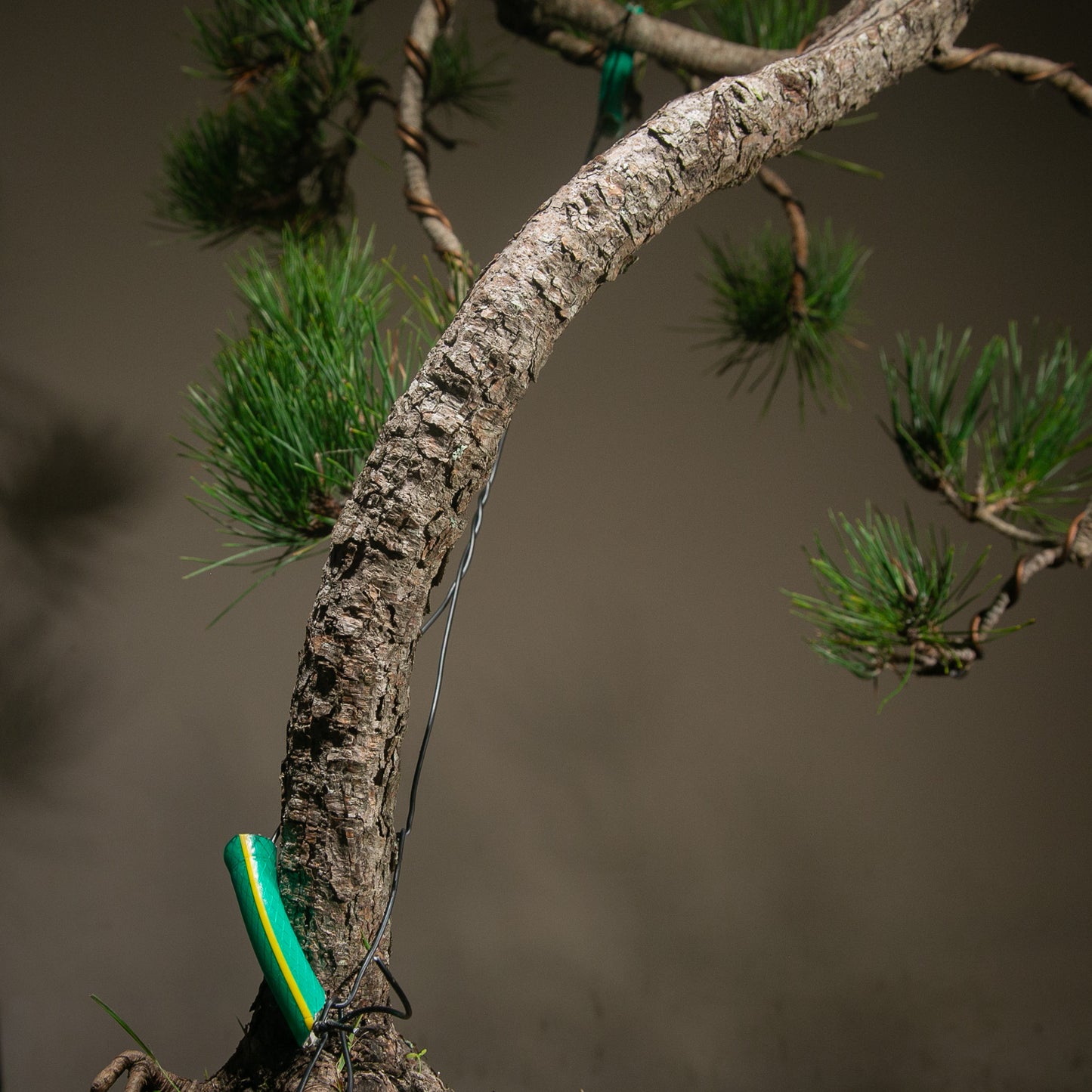 Powerful Japanese Black Pine (LP010)