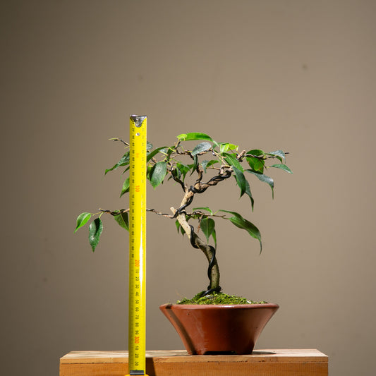 Ficus Benjamina Indoor Bonsai (FI010)