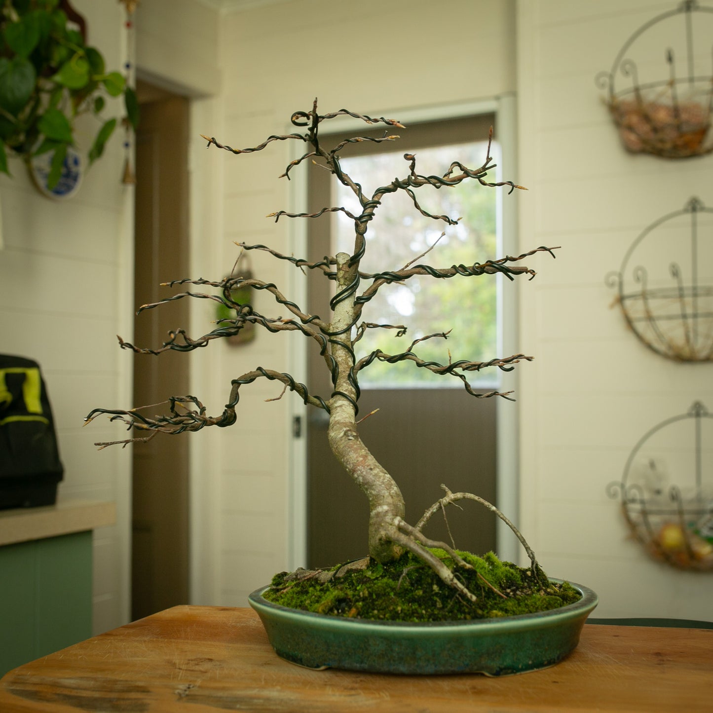 Deciduous Yamadori in Stunning NZ Ceramic (DE002)