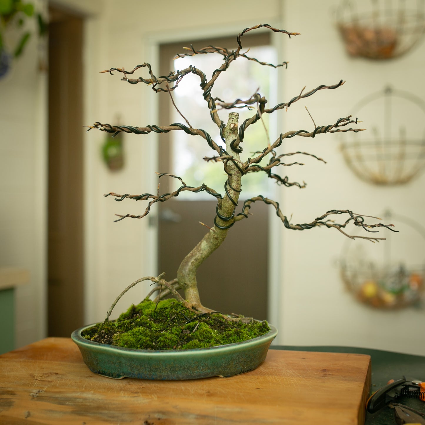 Deciduous Yamadori in Stunning NZ Ceramic (DE002)