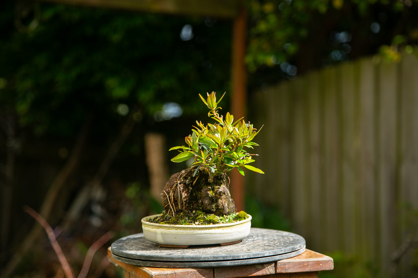 Root over rock Pōhutukawa in NZ made Ceramic (RRP005)