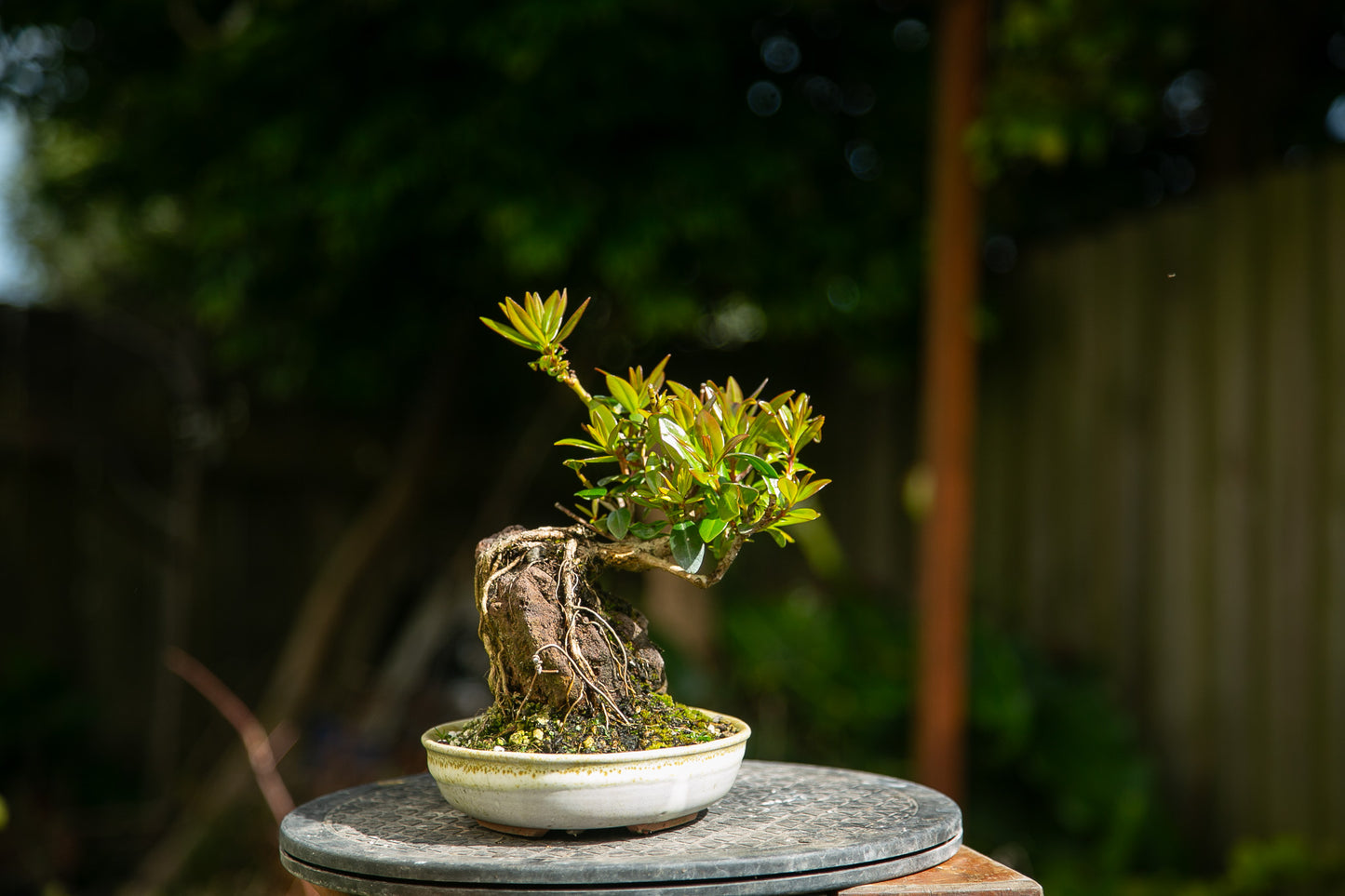 Root over rock Pōhutukawa in NZ made Ceramic (RRP005)
