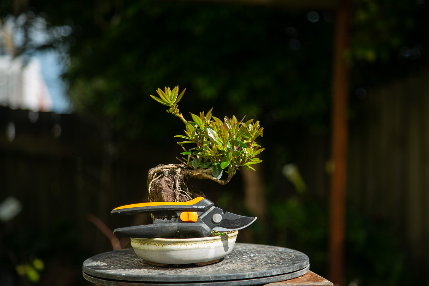 Root over rock Pōhutukawa in NZ made Ceramic (RRP005)