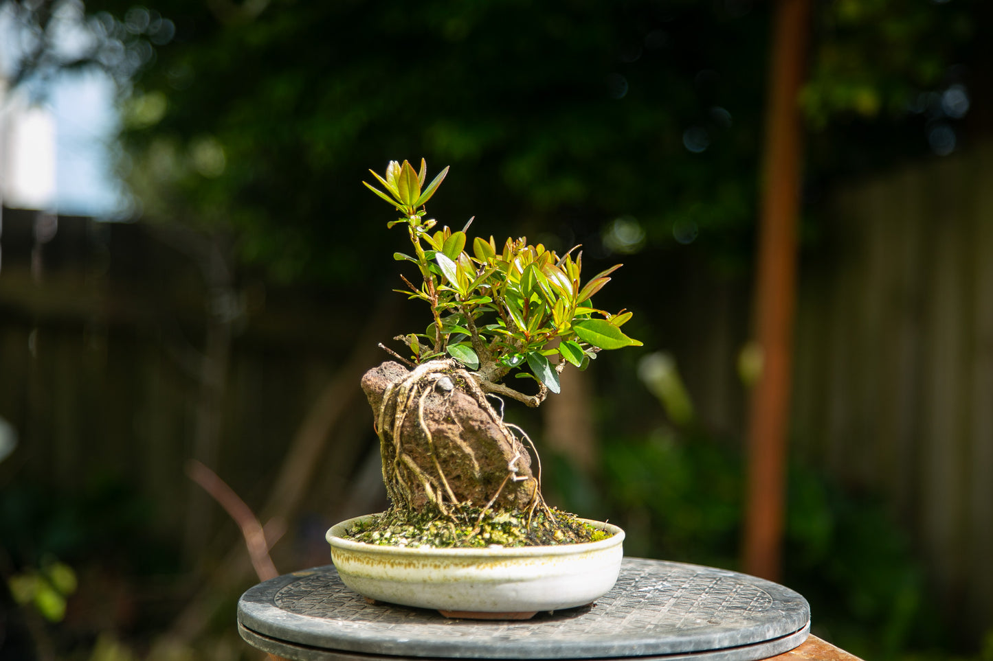 Root over rock Pōhutukawa in NZ made Ceramic (RRP005)