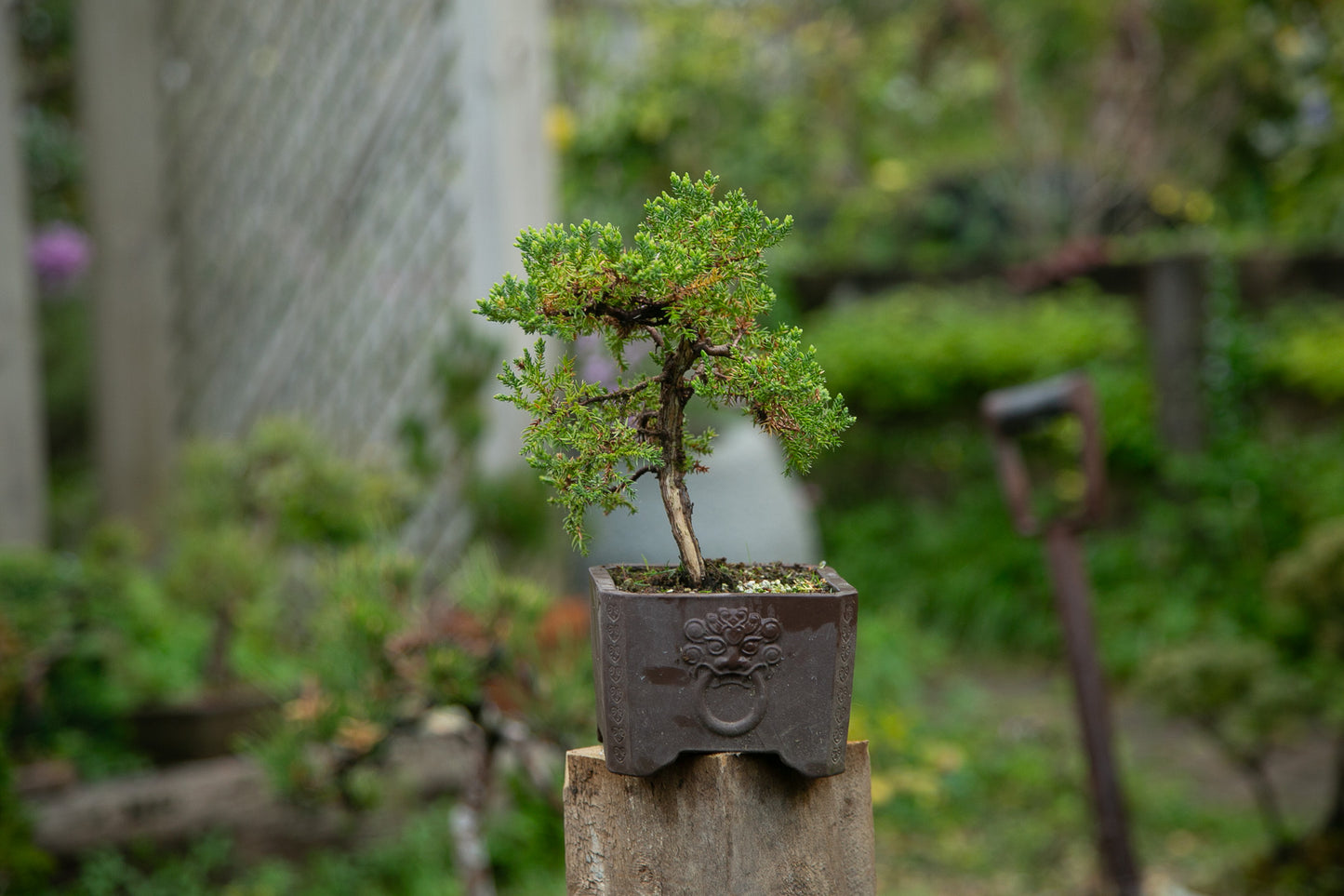 Small Juniper Bonsai (SJ003)