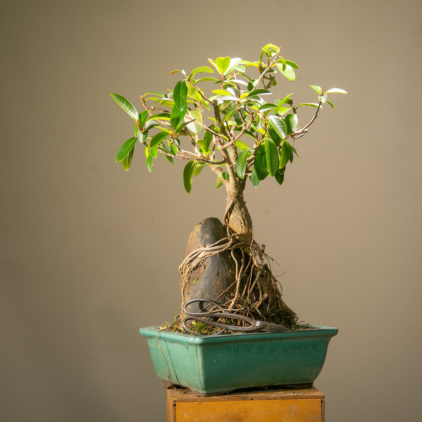 Large root over rock ficus (LF002)