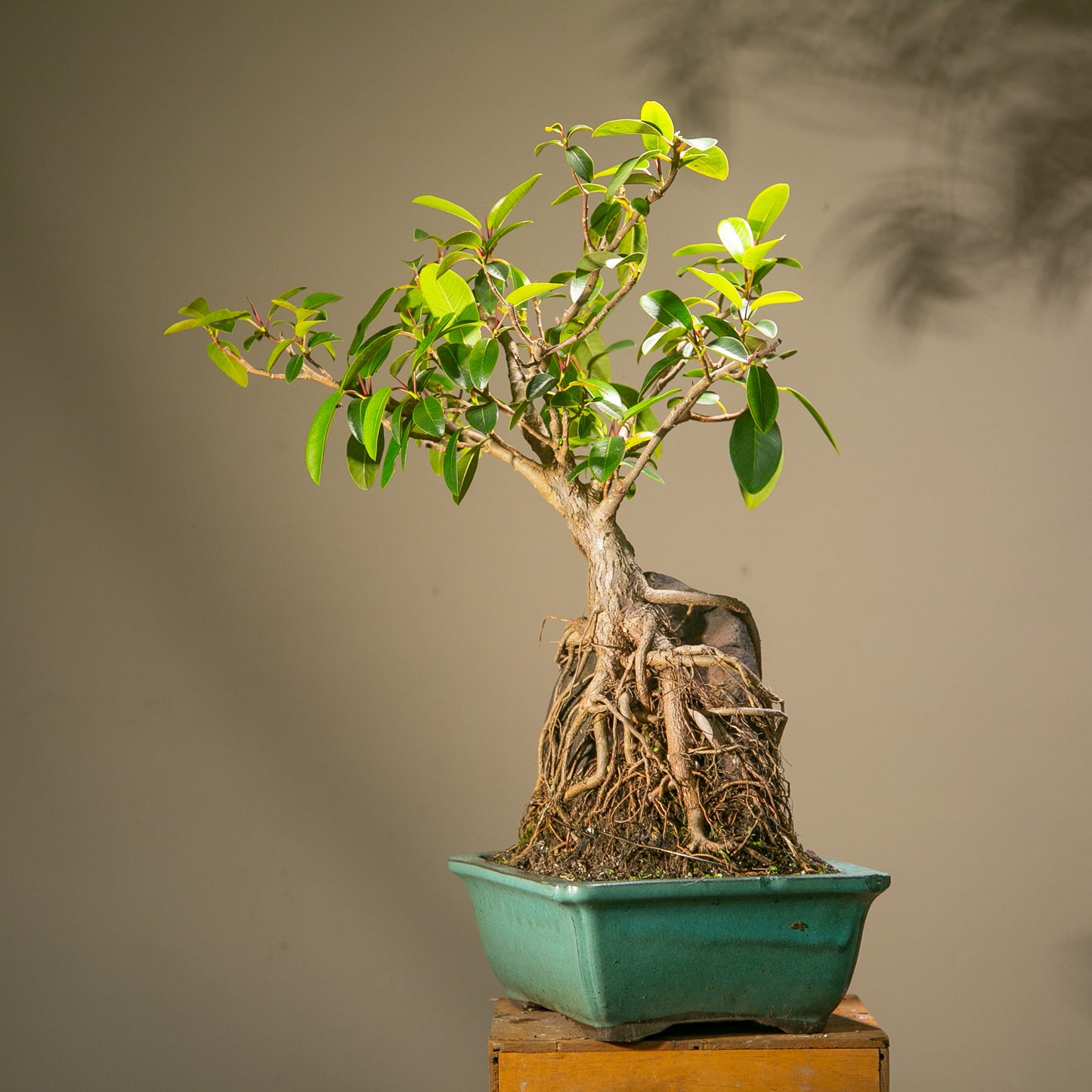 Large root over rock ficus (LF002)