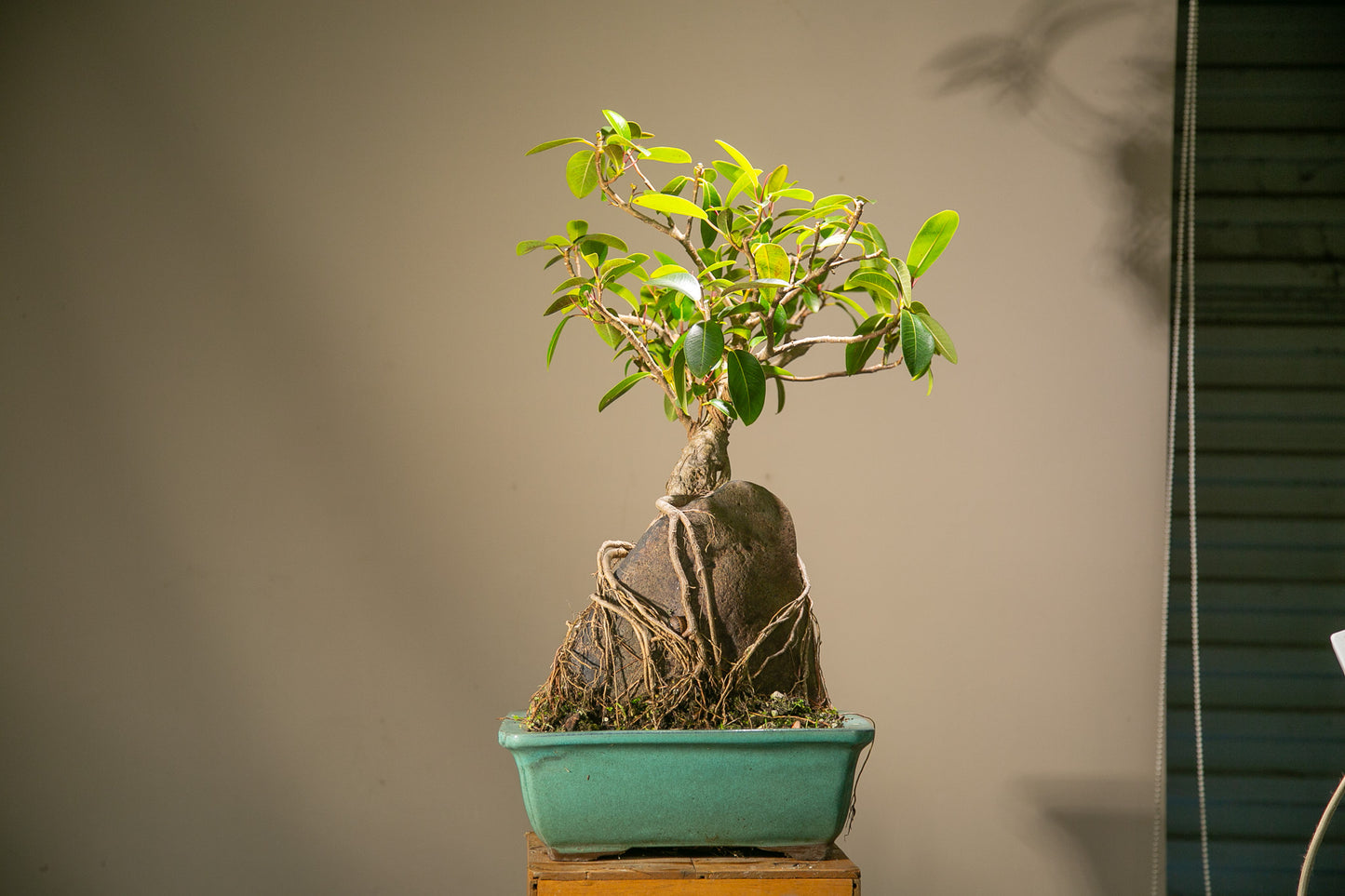 Large root over rock ficus (LF002)