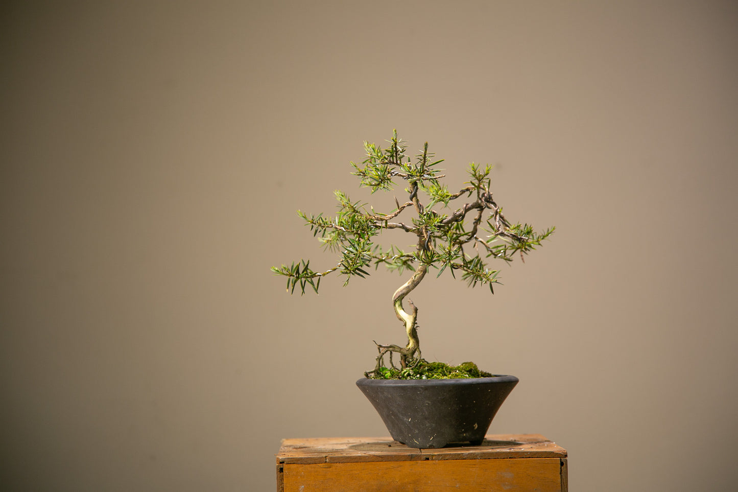 Totara bonsai (TB001)