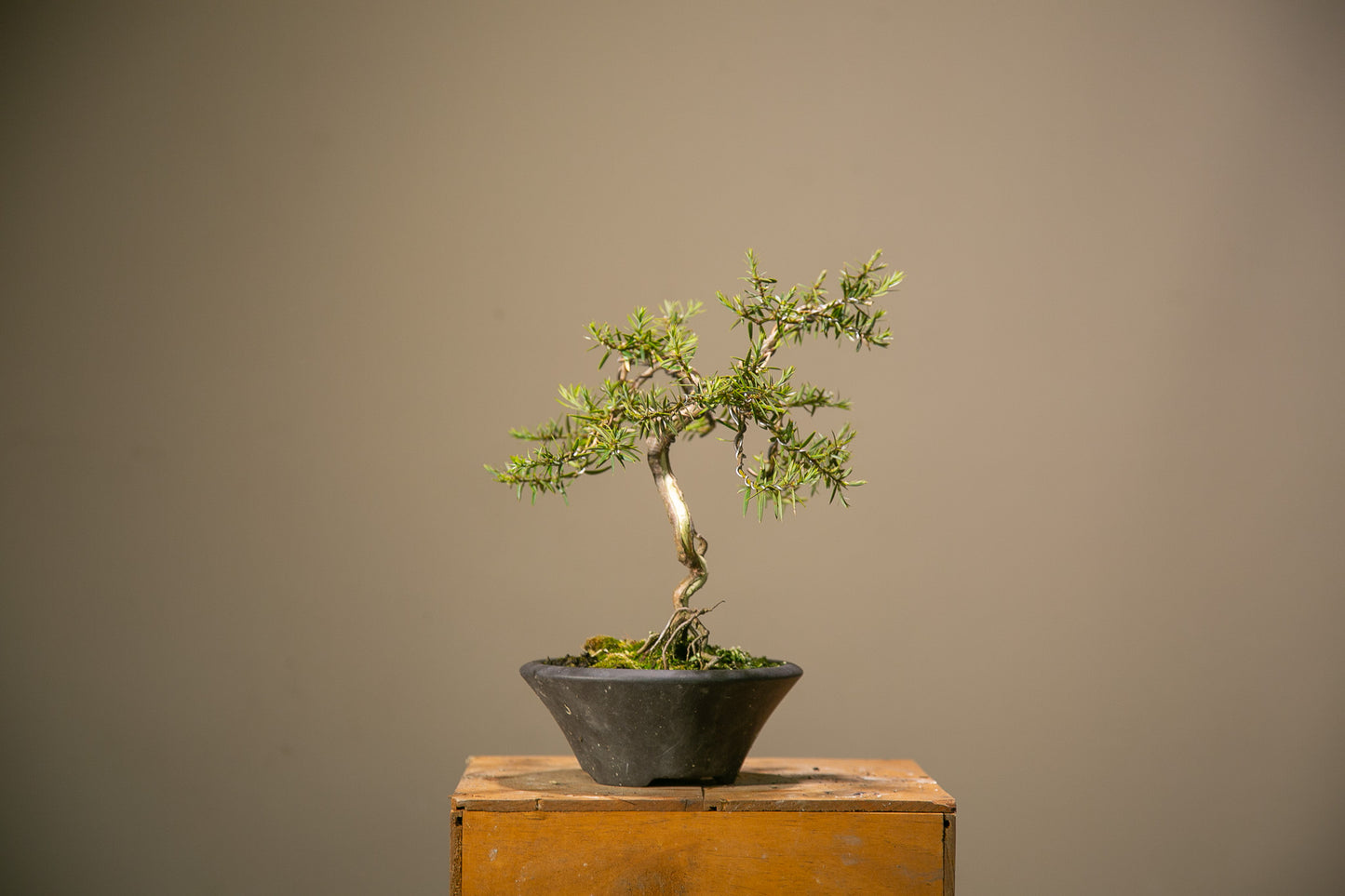 Totara bonsai (TB001)