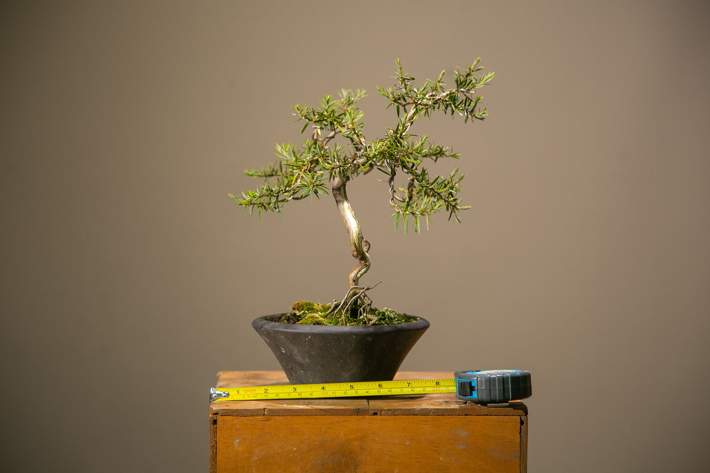 Totara bonsai (TB001)