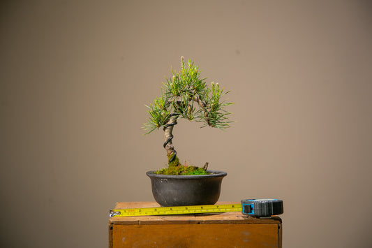 Scots Pine Bonsai (SP003)