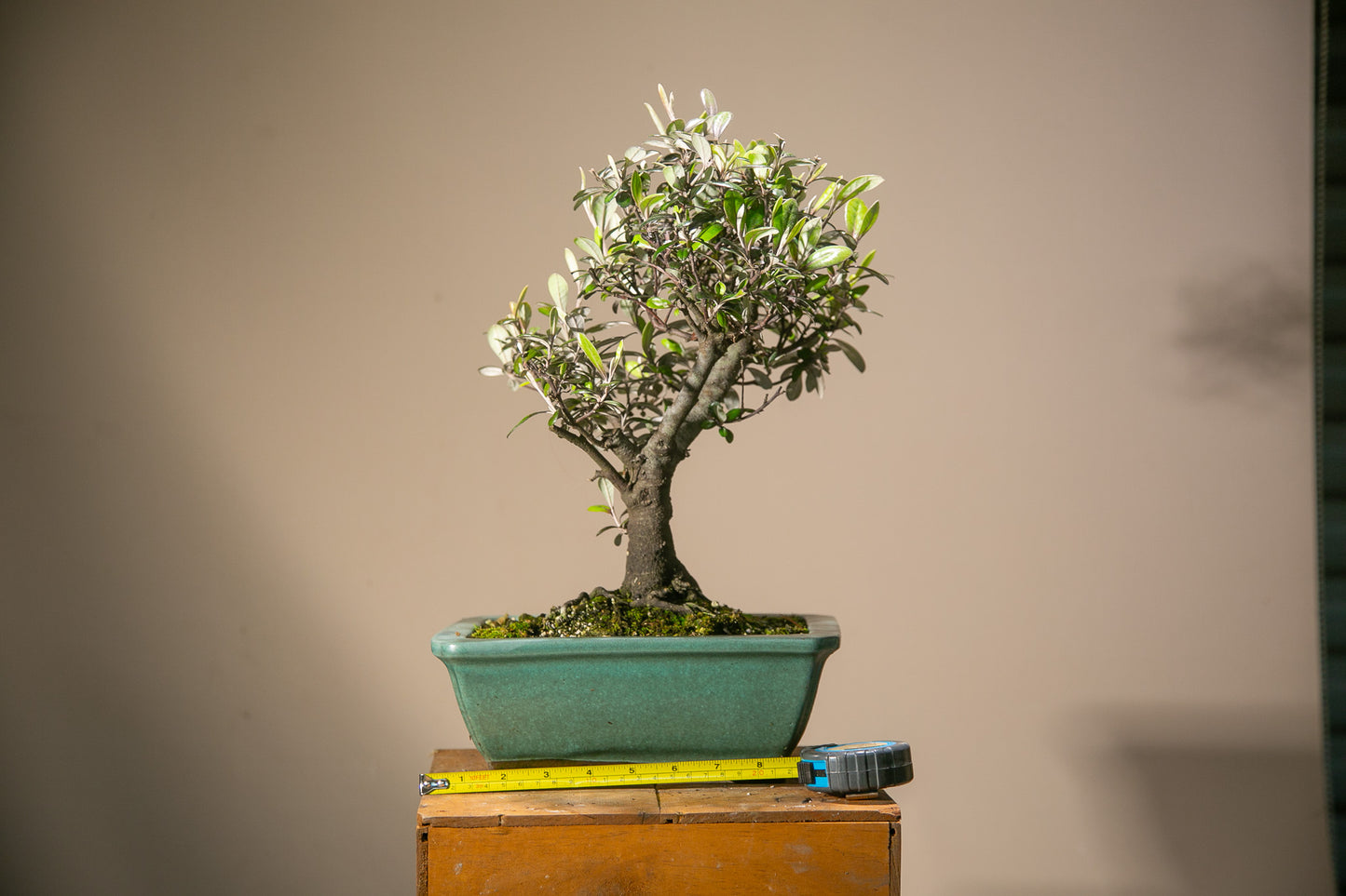Corokia bonsai (CB003)