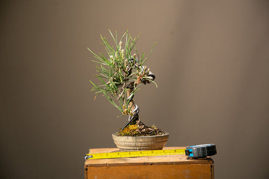 Japanese Black Pine Bonsai (JBP013)